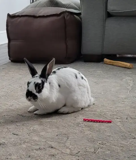 Lola 2 Rabbit
