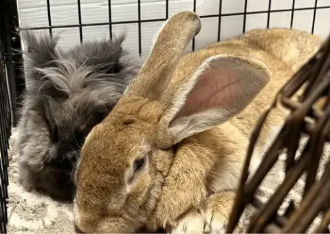 Moose And Squirrel photo 2