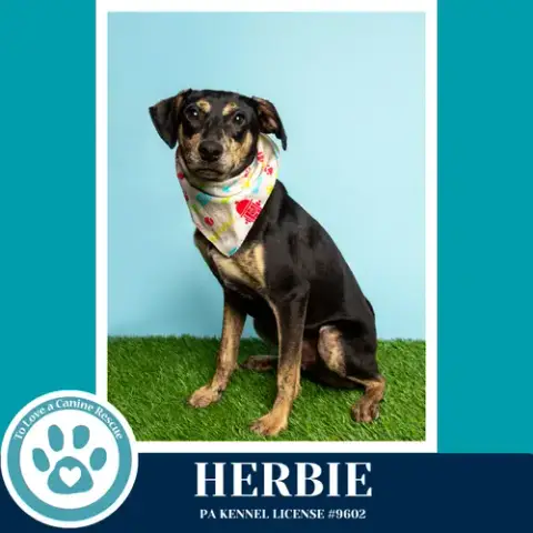 Herbie 041826