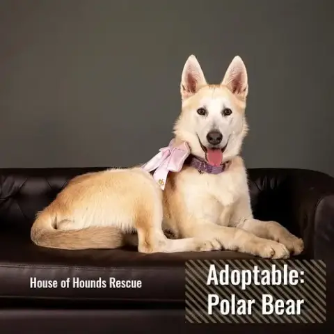 Polar Bear -Bk