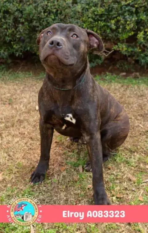 Elroy