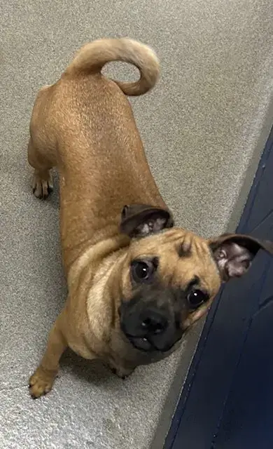 Shaky 5 Months Female