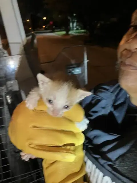 Victor