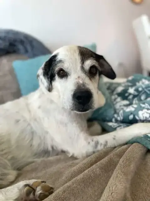 Milo Aka Hank