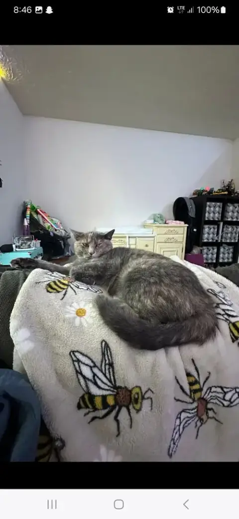 Zz "Jenna'S Tortie" Courtesy Listing photo 3