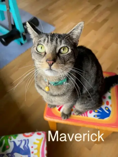 Lakota & Maverick #1839D