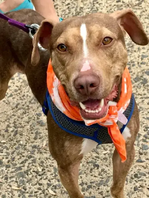 Bambam *Adopt Or Foster* photo 3