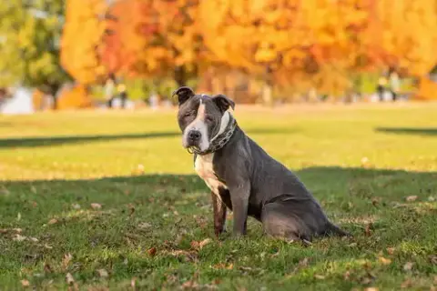Rocky *Foster Needed*