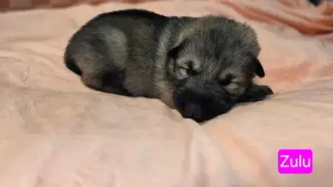 Zulu