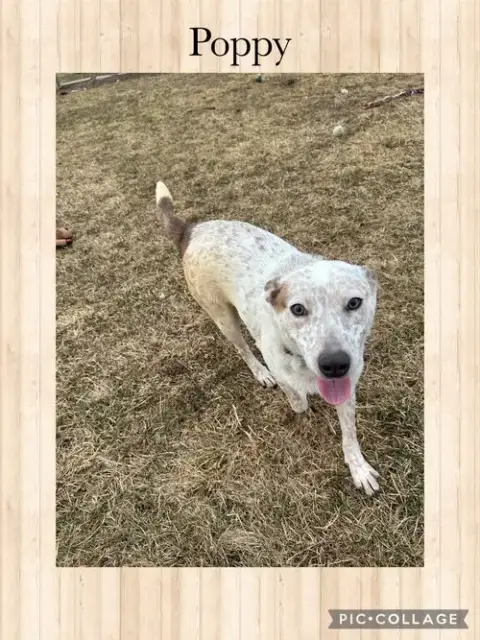 Poppy