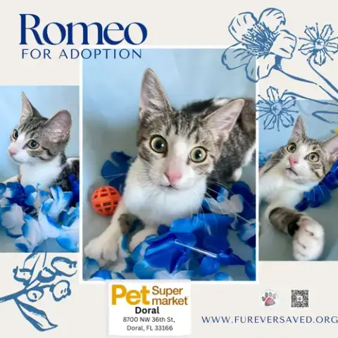 Romeo