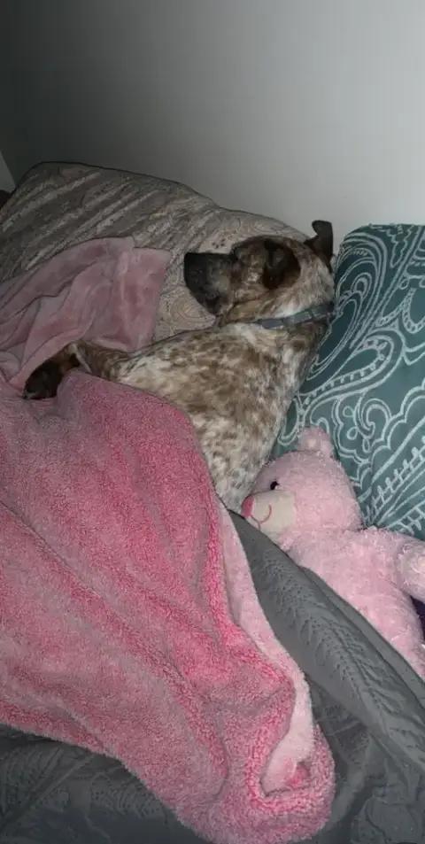 Rocco photo 3