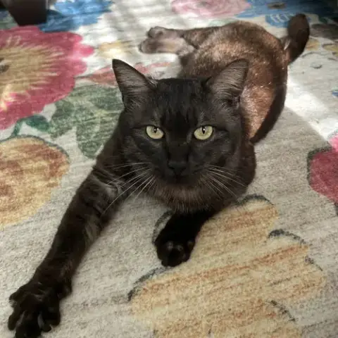 Tuck