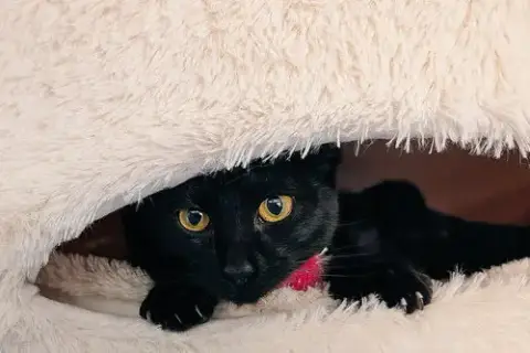 Curiosity photo 3
