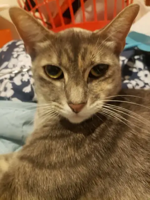 Keanu