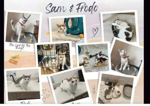 Sam & Frodo photo 3
