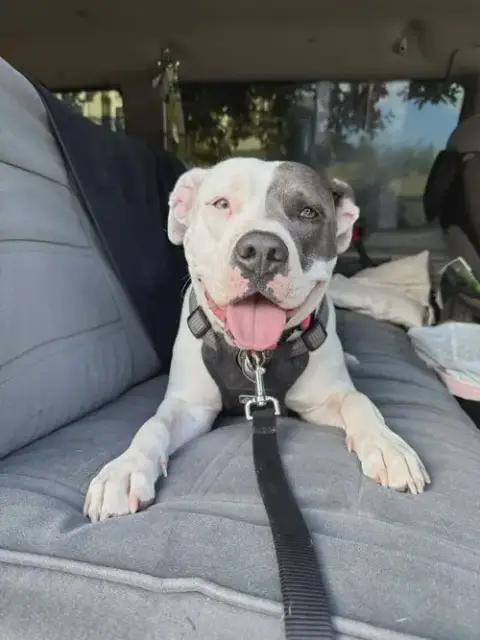 Bella photo 5