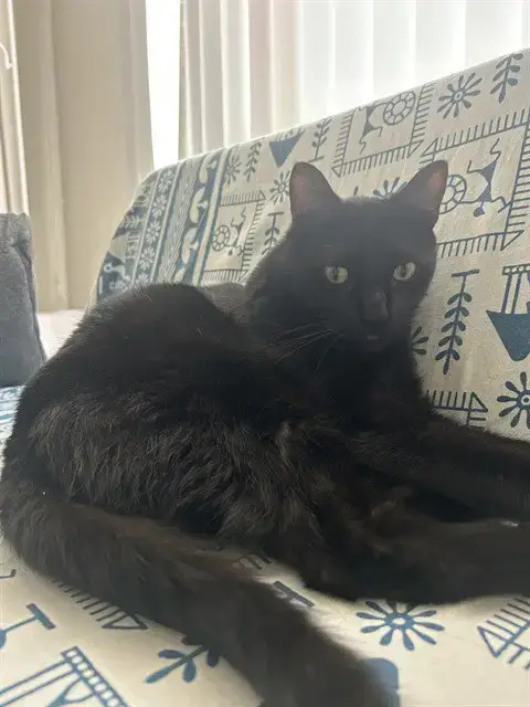 Noir