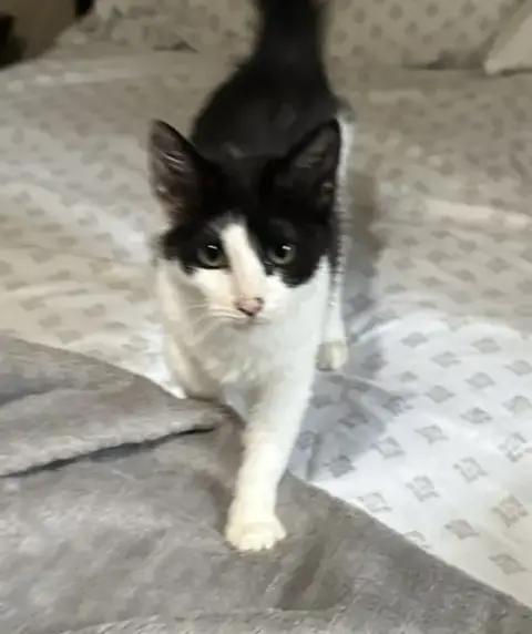 Olive Kitten