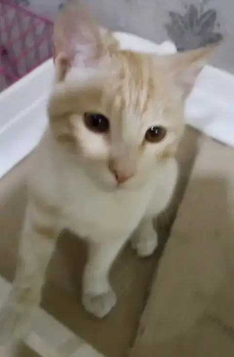 Kalala