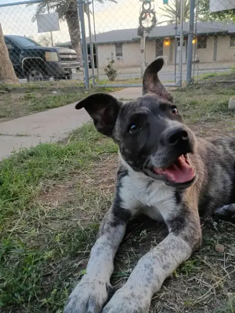 Smokey photo 3