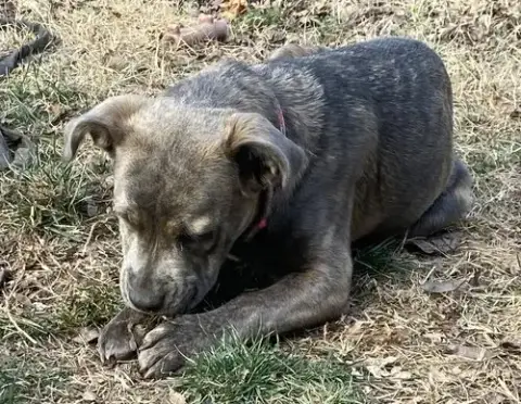 Ruby photo 3