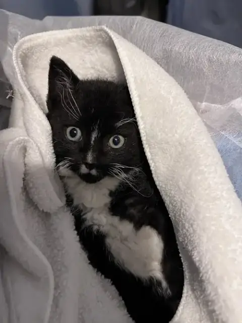 Kylo photo 2