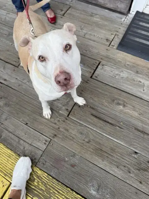 Gracie photo 4