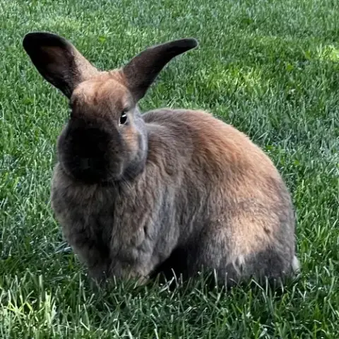 Penny photo 4
