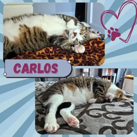 Carlos photo 3