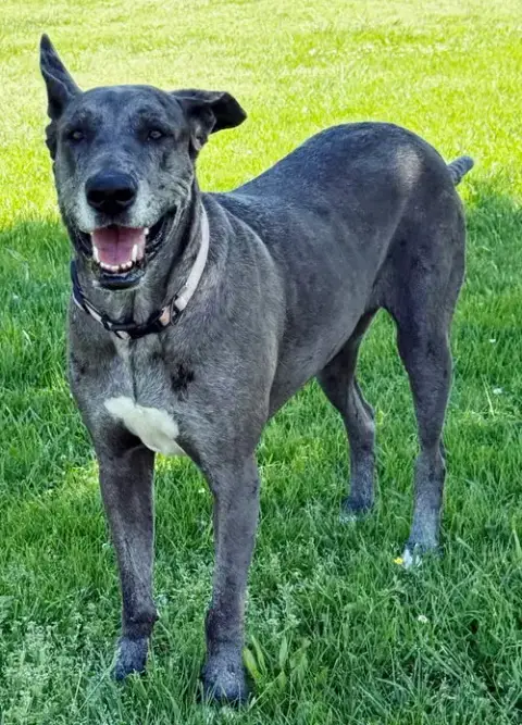 Roo