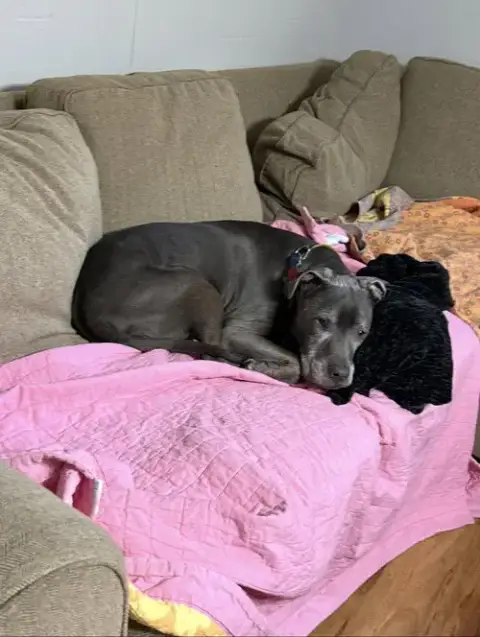 Dexter photo 2