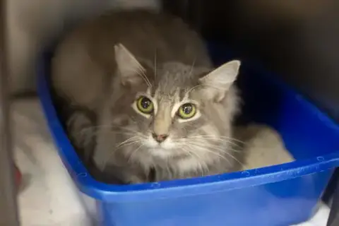 Nyla