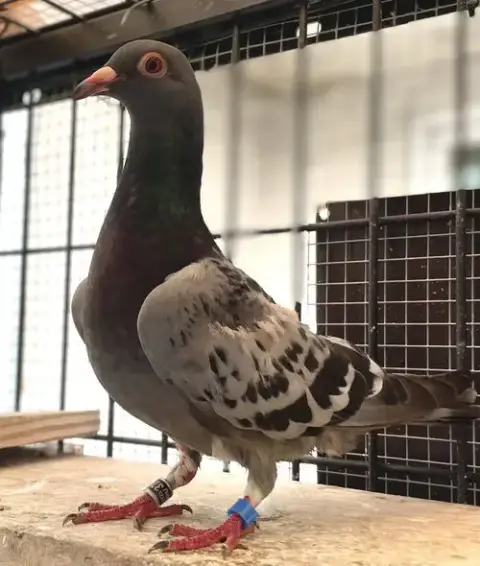 Reginald