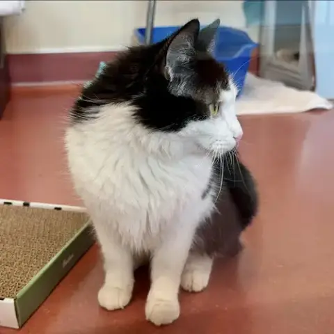 Moosh photo 3