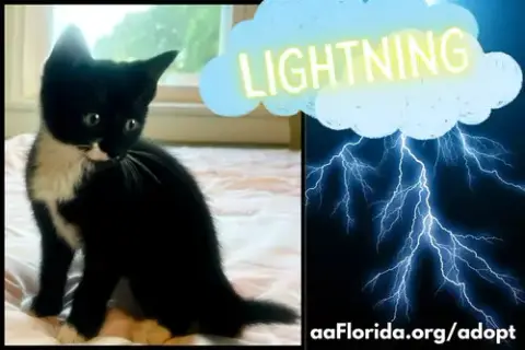 Lightning photo 2