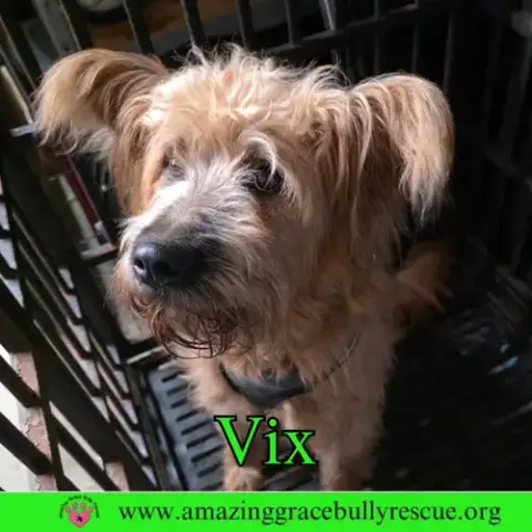 Vix photo 2