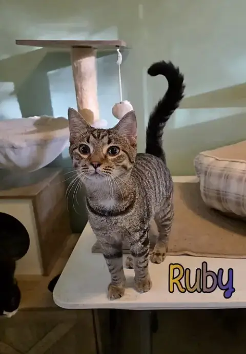 Ruby photo 2