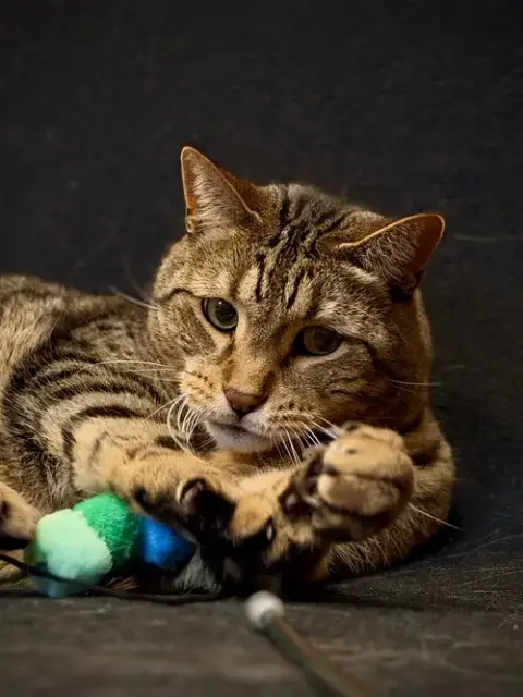 Spaz photo 3