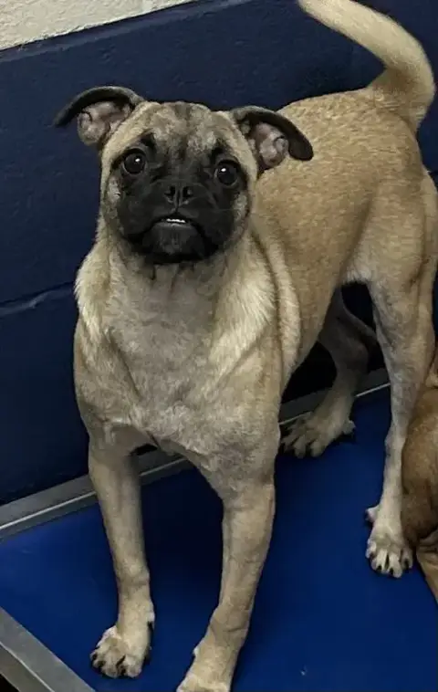 Pixel 5 Months Female Available 4/29