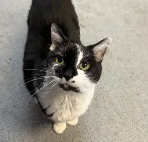Belle