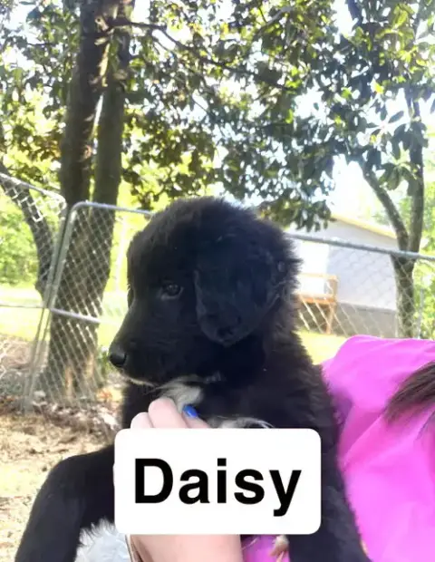 Daisy Eb In Ms photo 2