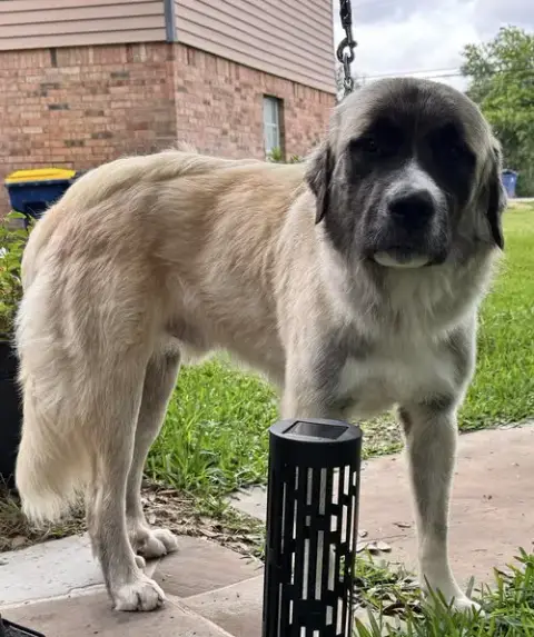 Hank photo 4