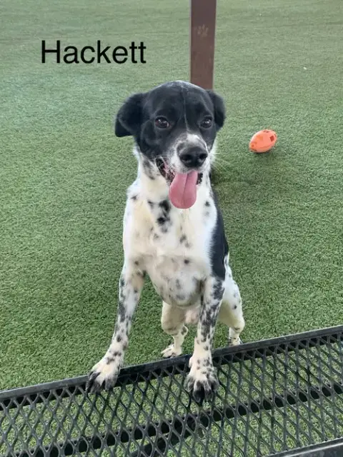 Hackett