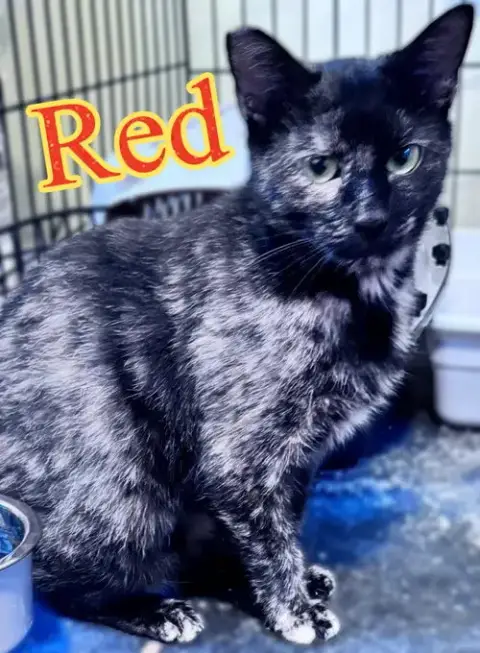 Red photo 2