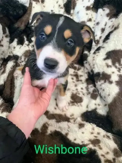 Wishbone