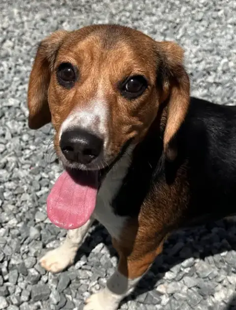 Ranger Beagle
