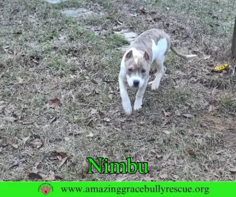 Nimbu photo 2