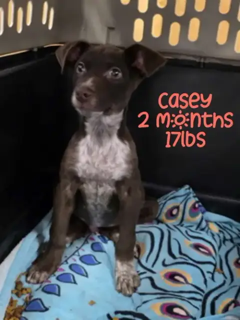 Casey photo 4