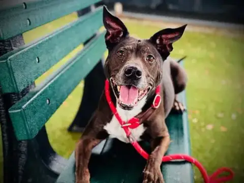 Kona